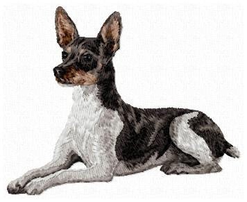 Rat Terrier 1