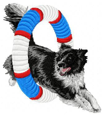 Border kolie - Agility 4