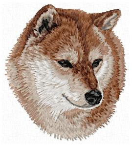 Shiba-Inu 2