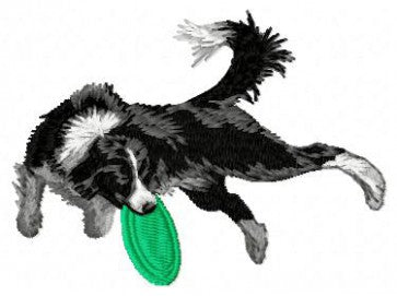 Border Collie - Agility 2