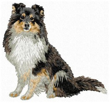 Sheltie 4