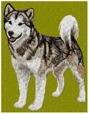Alaskan Malamute 2