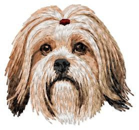 Lhasa Apso 1