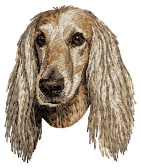 Afghanischer Windhund 4