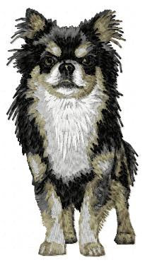 Chihuahua 4