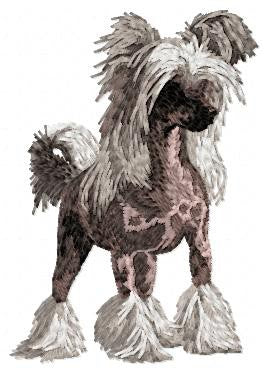 Chinesischer Schopfhund 3