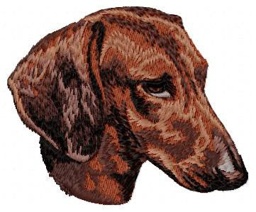 Dachshund 5