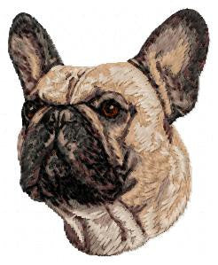 Französische Bulldogge 2