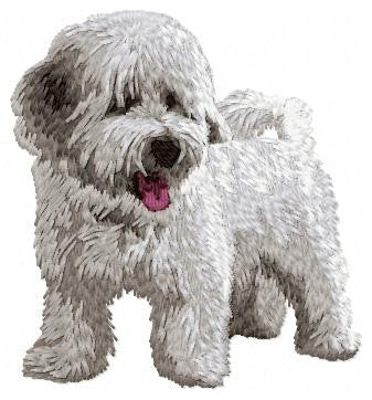 Havanese 4