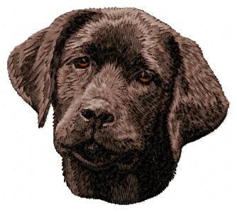 Labrador Retriever 11