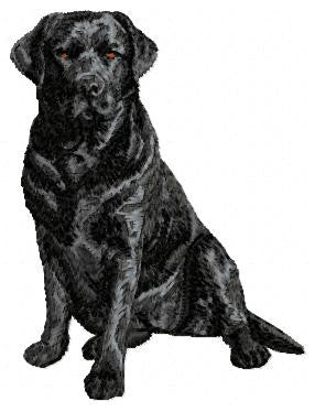 Labrador Retriever 10