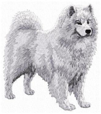 Samojed 1