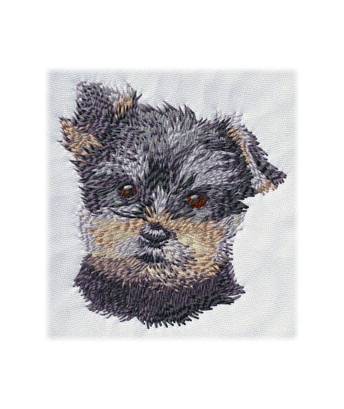 Yorkshire Terrier 6