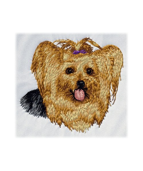 Yorkshire Terrier 8