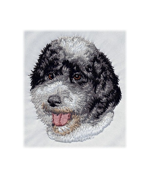 Portuguese Water Dog 1