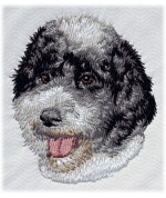 Portuguese Water Dog 1