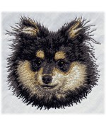 Pomeranian 4