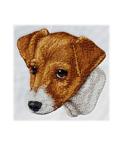 Jack Russell Terrier 4
