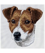 Jack Russell Terrier 13