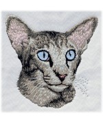 Chocolate Spotted Tabby Oriental Cat 1
