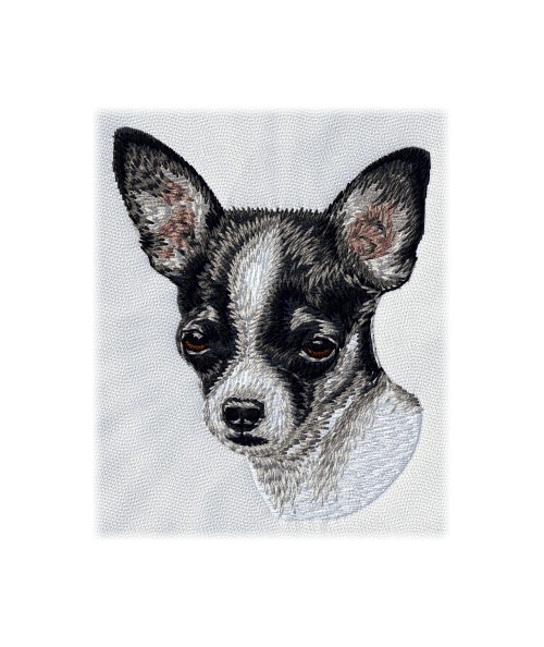 Chihuahua 9