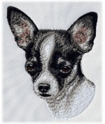 Chihuahua 9