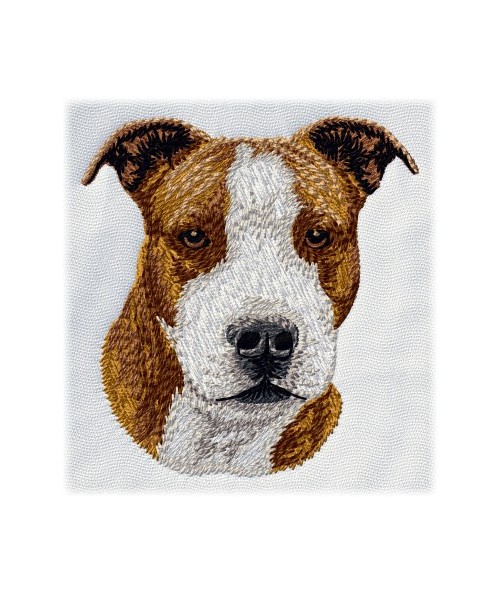 American Staffordshire Terrier 4