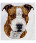 American Staffordshire Terrier 432