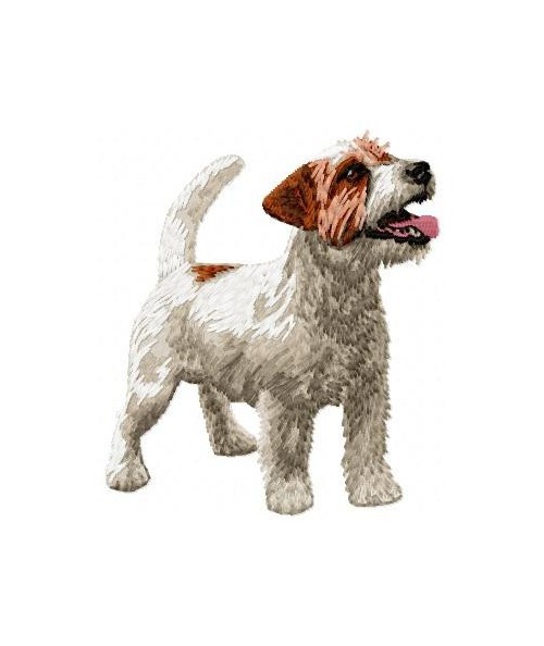 Jack Russell Terrier 14