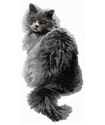 British Longhair Kitten 