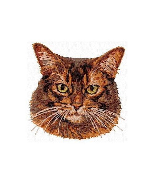Abyssinian cat 1