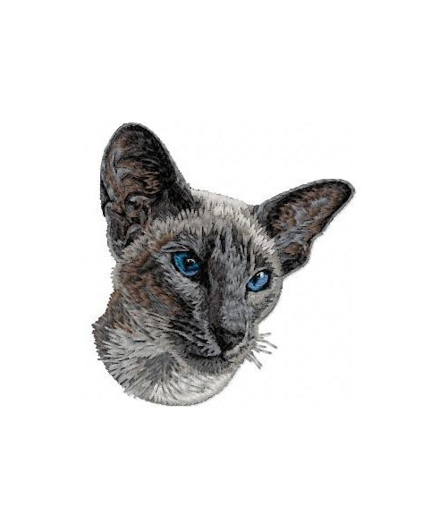  Siamese cat 1