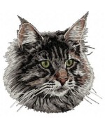 Maine Coon 3