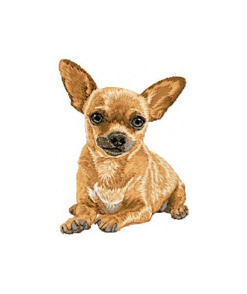 Chihuahua 25