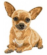 Chihuahua 25