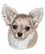Chihuahua 5