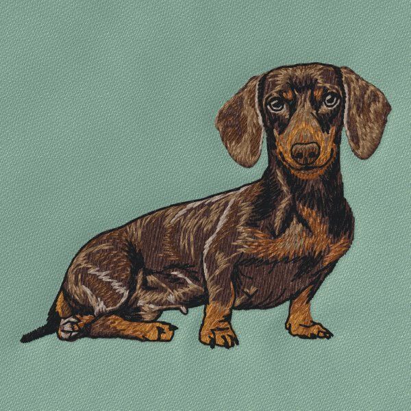 Dachshund 26