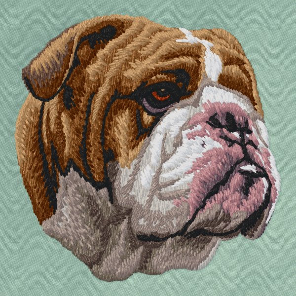 Anglický buldok 4