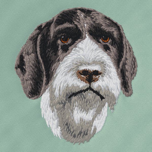 German Wirehaired Pointer 3