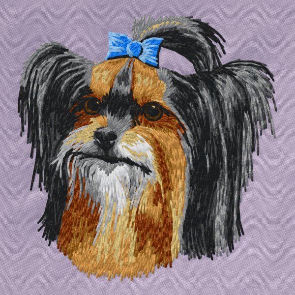 Yorkshire Terrier 24