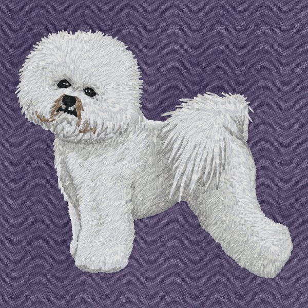 Bichon Frisé 4