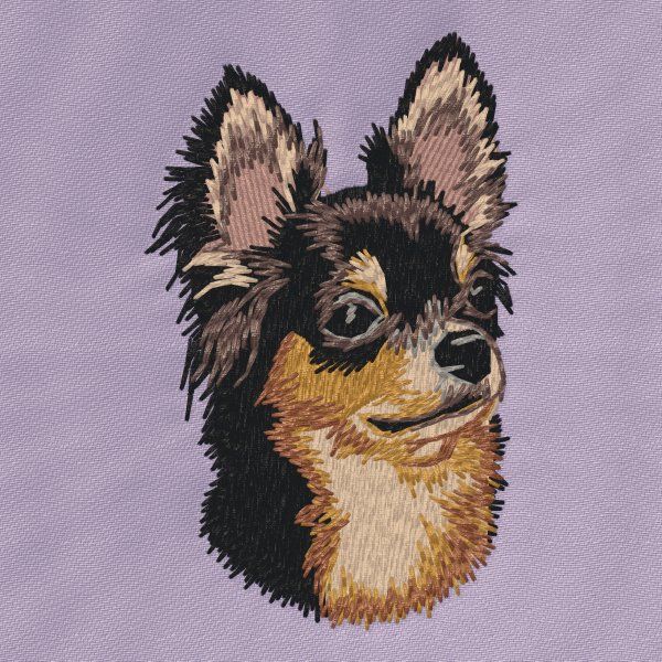 Chihuahua 27