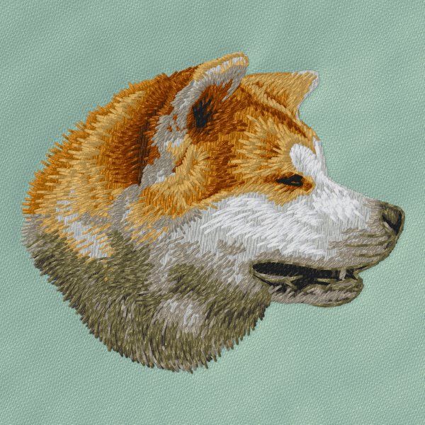 Shiba Inu 5