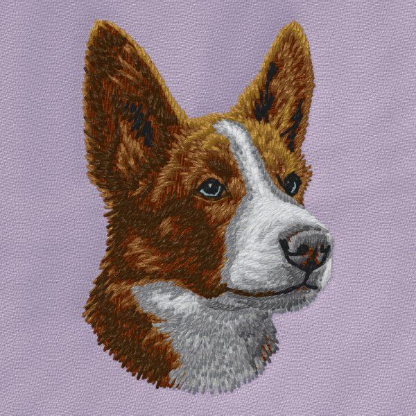 Border kolie 20
