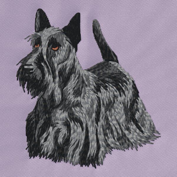 Scottish Terrier 5