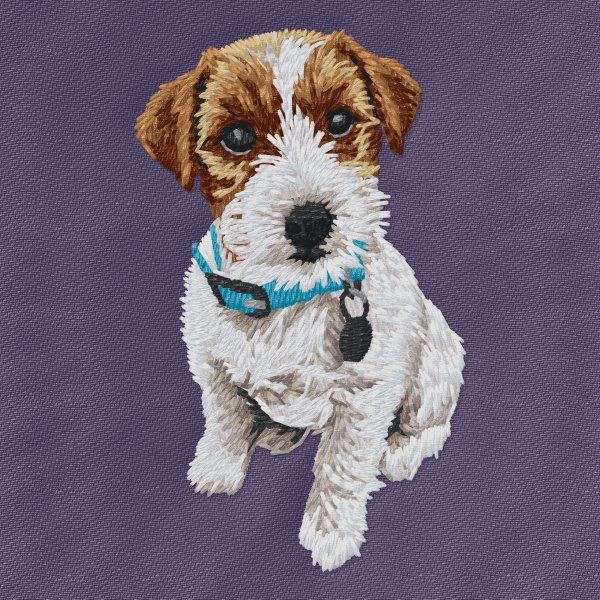 Jack Russell teriér 15