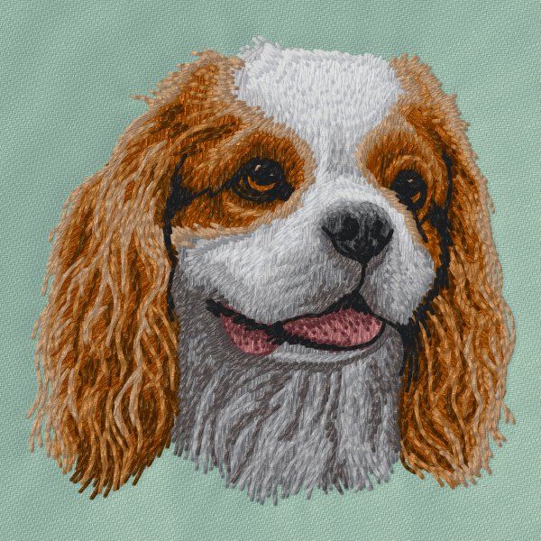 Kavalír king Charles španěl 17