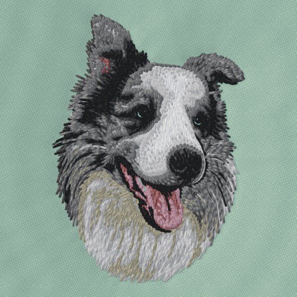 Border kolie 19