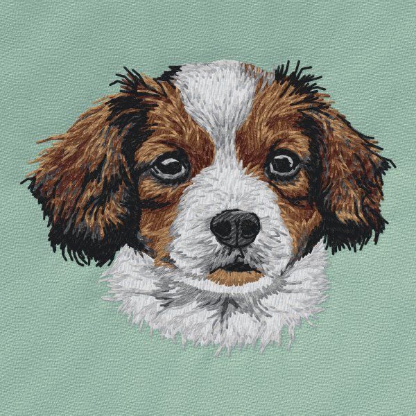 Kooikerhondje 4