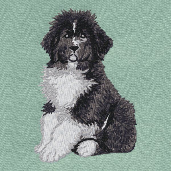 Newfoundland dog 8